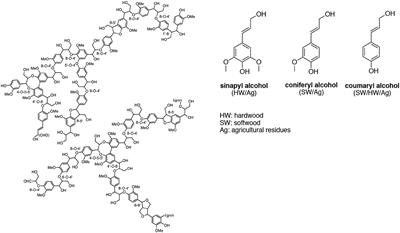 Editorial: Advancements in Biomass Recalcitrance: The Use of Lignin for the Production of Fuels and Chemicals